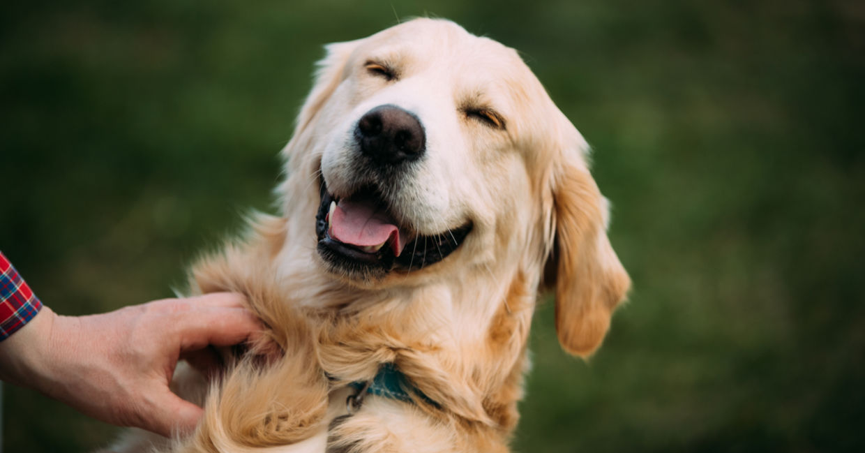 Dog being pet Dog being pet