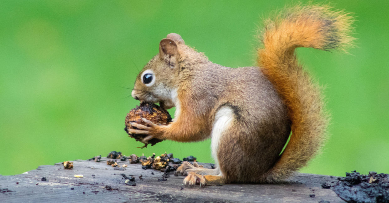 Squirrel - fun facts about animals Squirrel - fun facts about animals