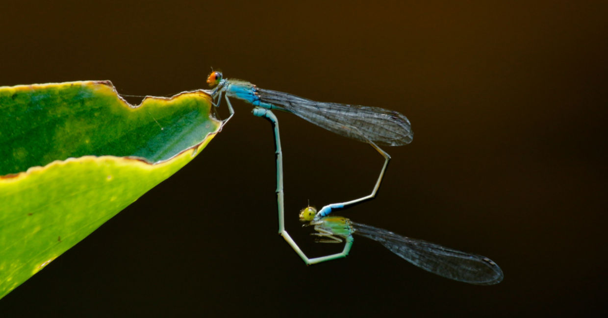 Dragonflies - fun facts about animals Dragonflies - fun facts about animals