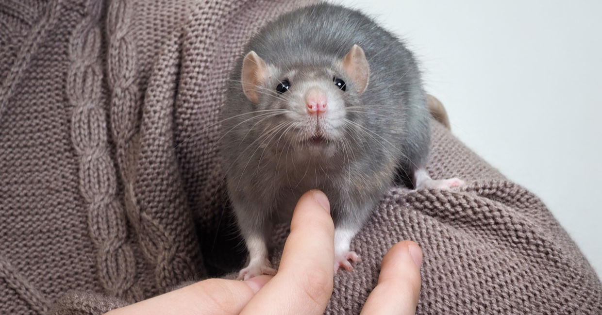 rats - fun facts about animals rats - fun facts about animals
