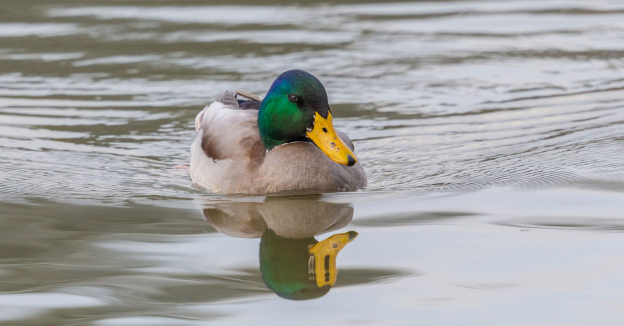 Ducks - fun facts about animals. Ducks - fun facts about animals.