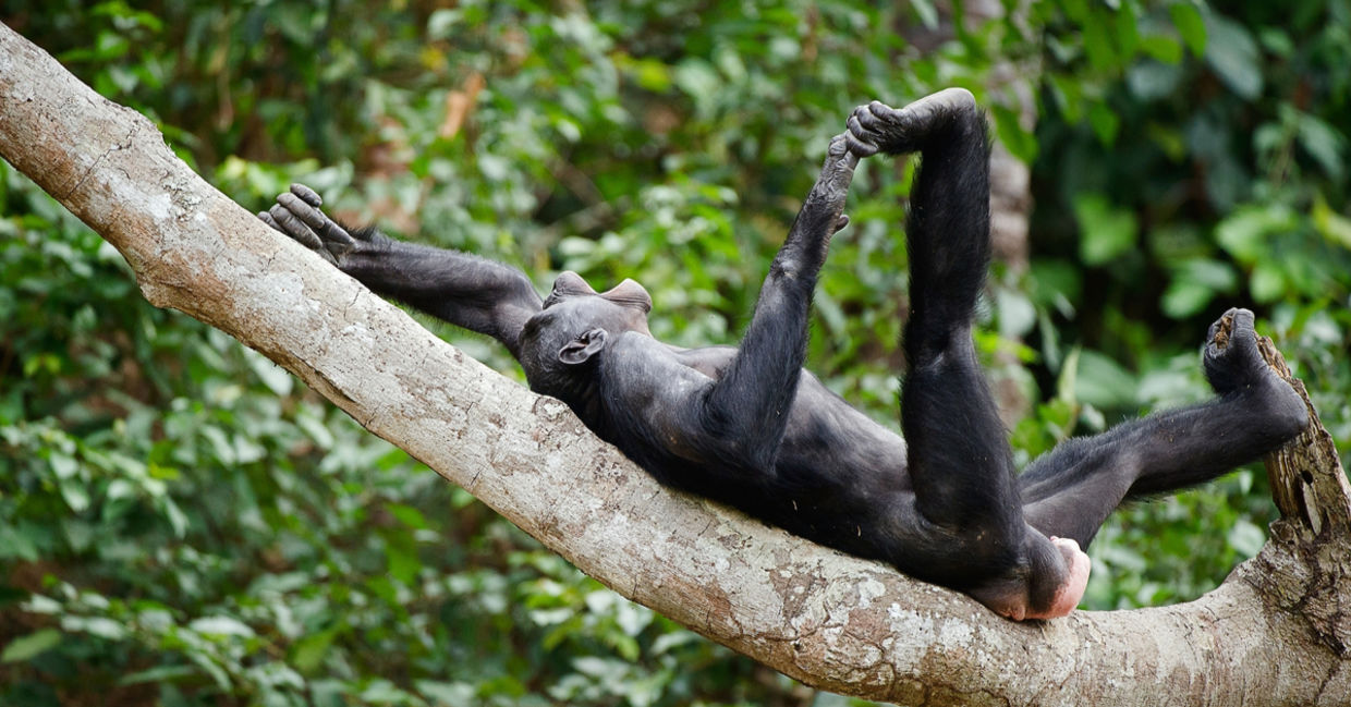 chimpanzees - fun facts about animals. chimpanzees - fun facts about animals.