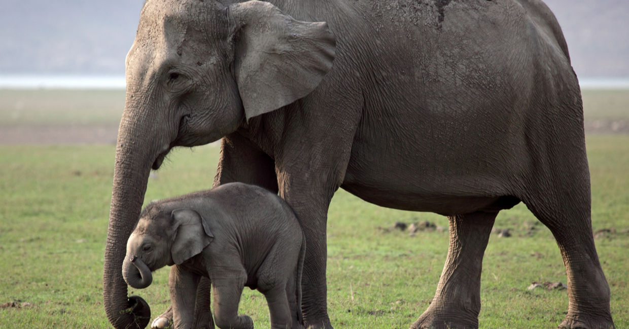 elephants - fun facts about animals. elephants - fun facts about animals.