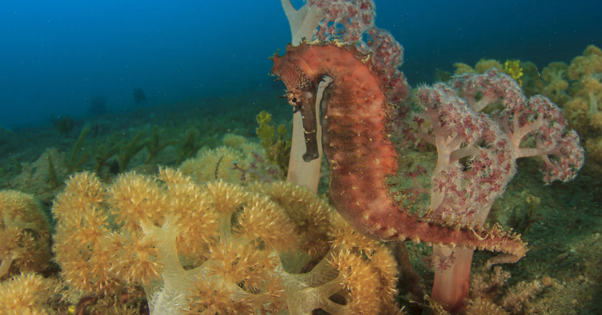 seahorses - fun facts about animals. seahorses - fun facts about animals.
