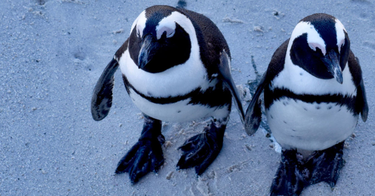 penguins - fun facts about animals. penguins - fun facts about animals.