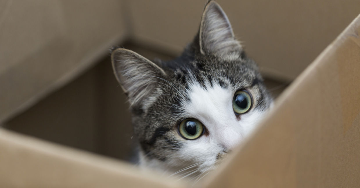 cat benefits - benefits of having a cat cat benefits - benefits of having a cat