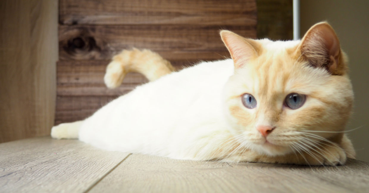 cat benefits - benefits of having a cat cat benefits - benefits of having a cat