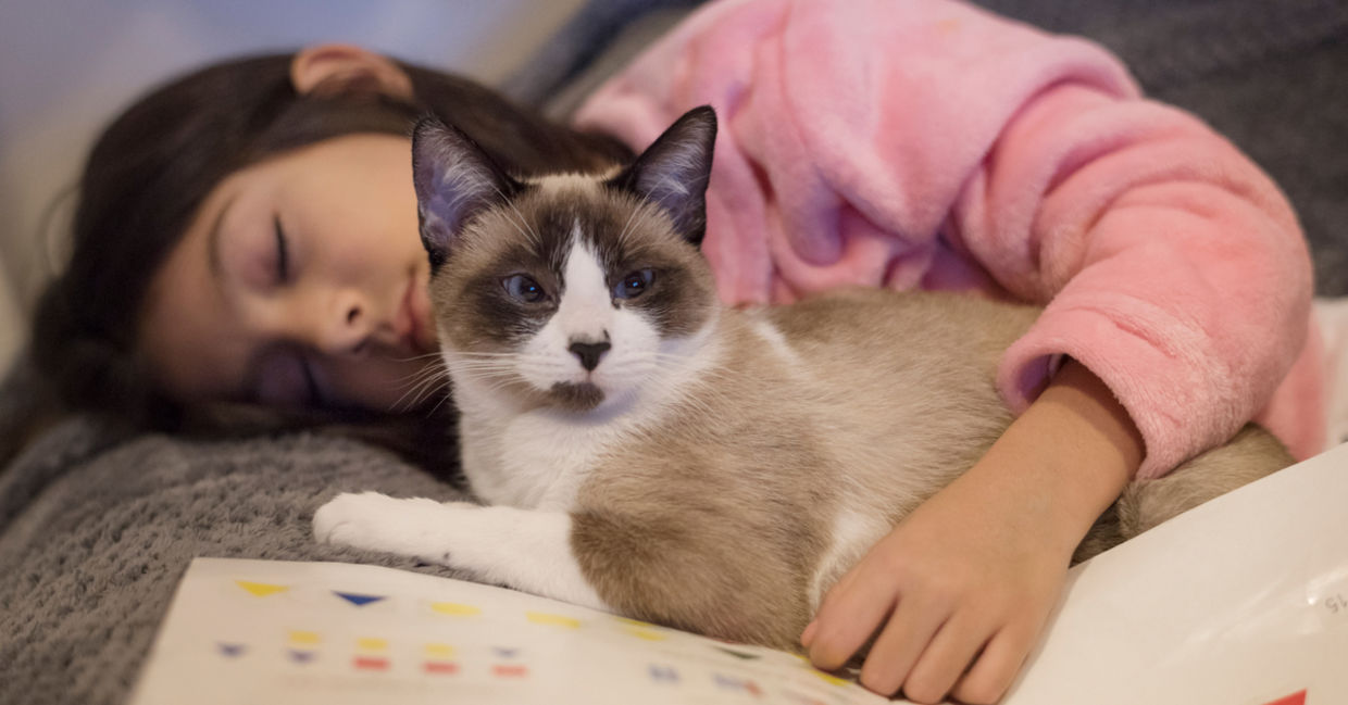 cat benefits - benefits of having a cat cat benefits - benefits of having a cat