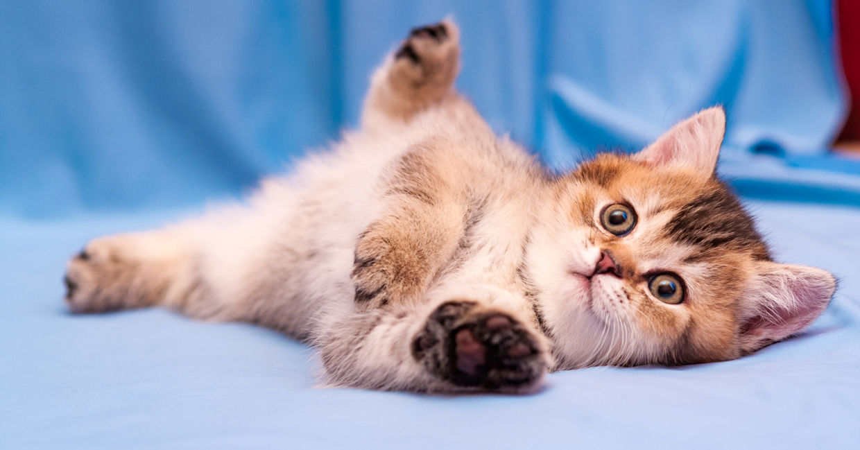 cat benefits - benefits of having a cat cat benefits - benefits of having a cat