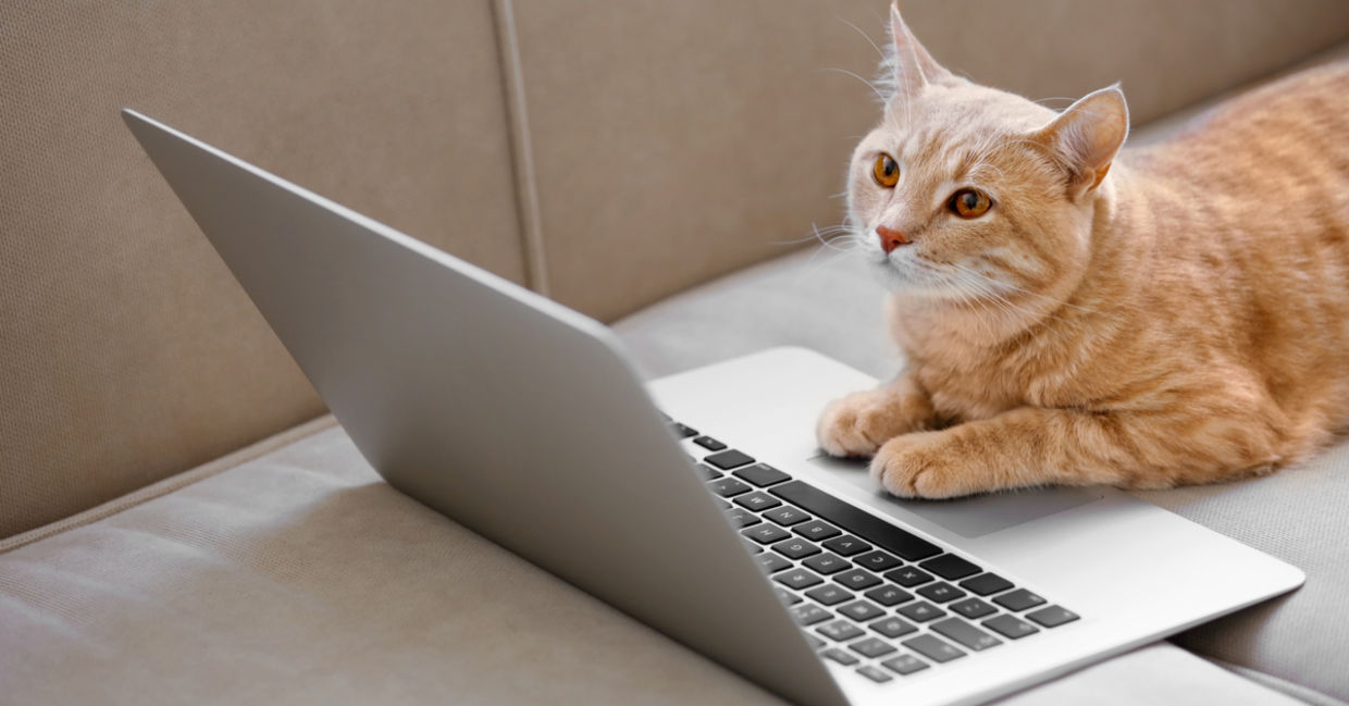 cat benefits - benefits of having a cat cat benefits - benefits of having a cat
