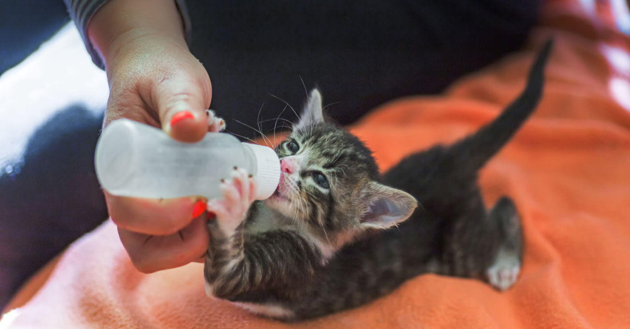 Each year, thousands of pets left without homes for various reasons and taken in by animal shelters. Each year, thousands of pets left without homes for various reasons and taken in by animal shelters.