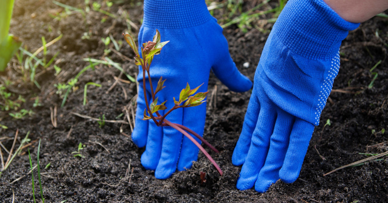 Peron planting in a garden Peron planting in a garden