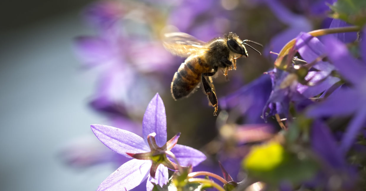 bee on a wildflower bee on a wildflower