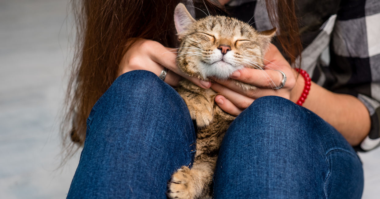 A cat rests its body on its owners lap, its head peeks out above the knees A cat rests its body on its owners lap, its head peeks out above the knees
