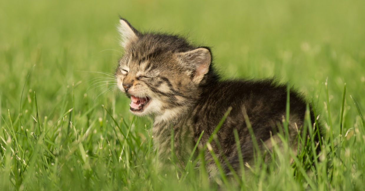 A kitten opens its mouth wide A kitten opens its mouth wide