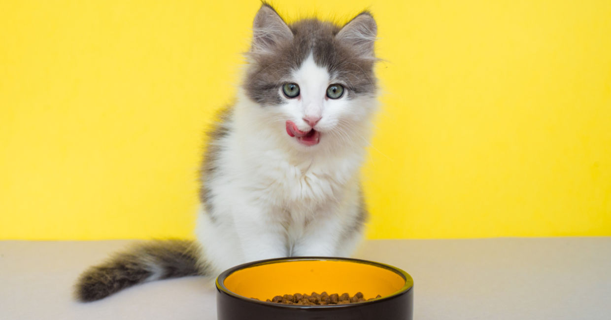 Cat licking its nose after drinking water Cat licking its nose after drinking water
