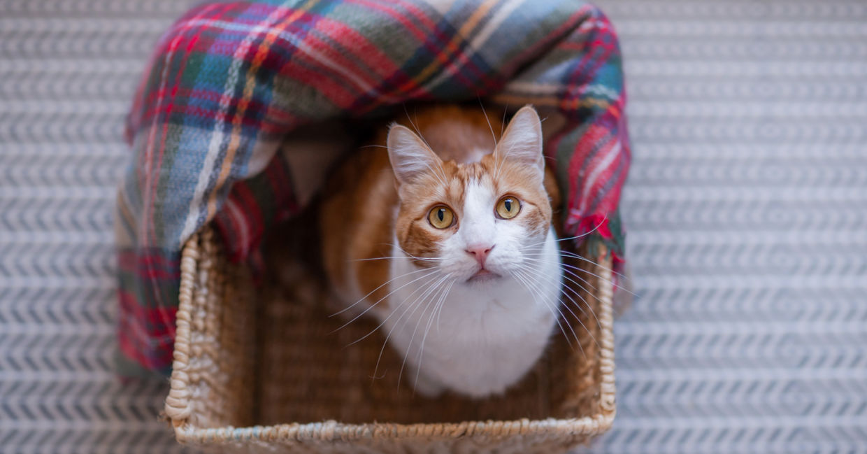 A beautiful cat in a box looking up at the camera. A beautiful cat in a box looking up at the camera.