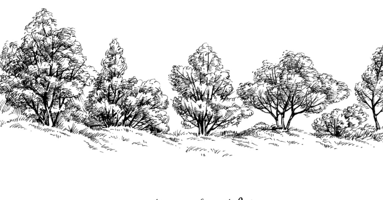 Trees are easy things to draw Trees are easy things to draw