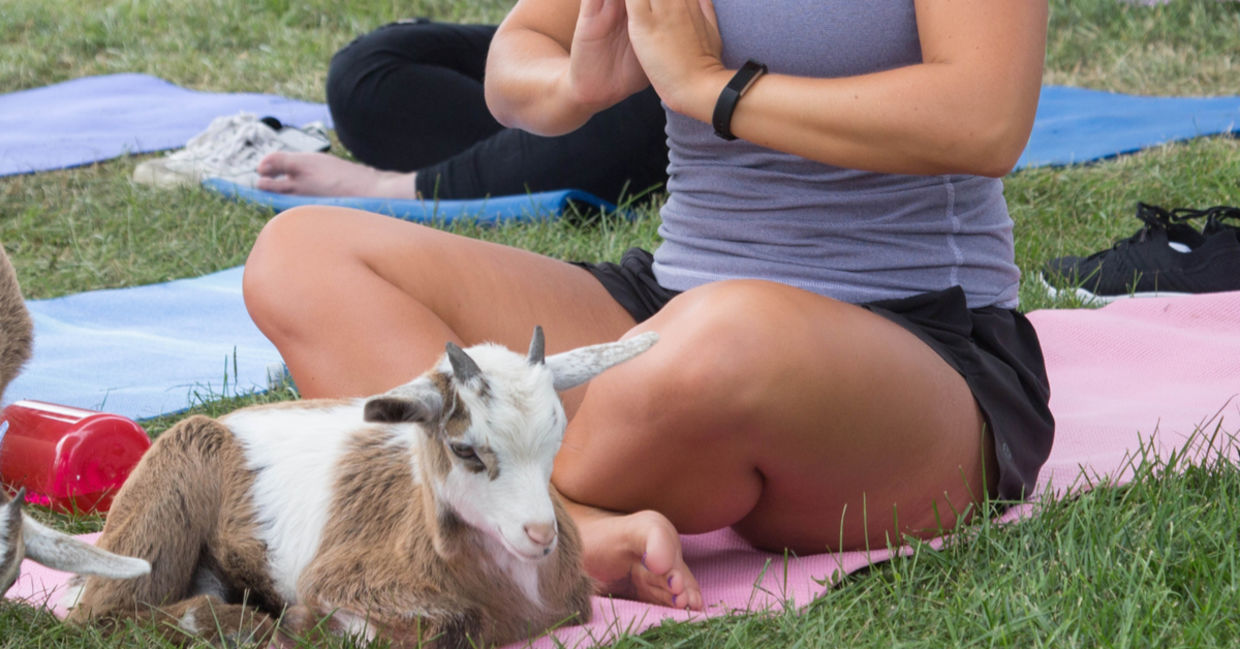 (Arizona Goat Yoga) (Arizona Goat Yoga)