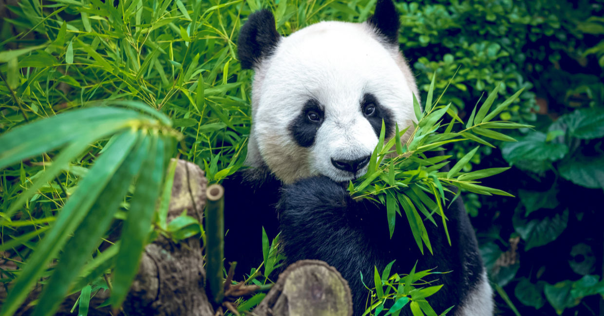Giant pandas are no longer endangered and their population is actually on the rise. (Shutterstock) Giant pandas are no longer endangered and their population is actually on the rise. (Shutterstock)