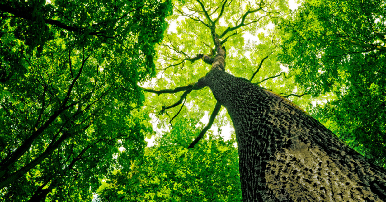 Beautiful tree with the sun shining through the canopy of leaves Beautiful tree with the sun shining through the canopy of leaves
