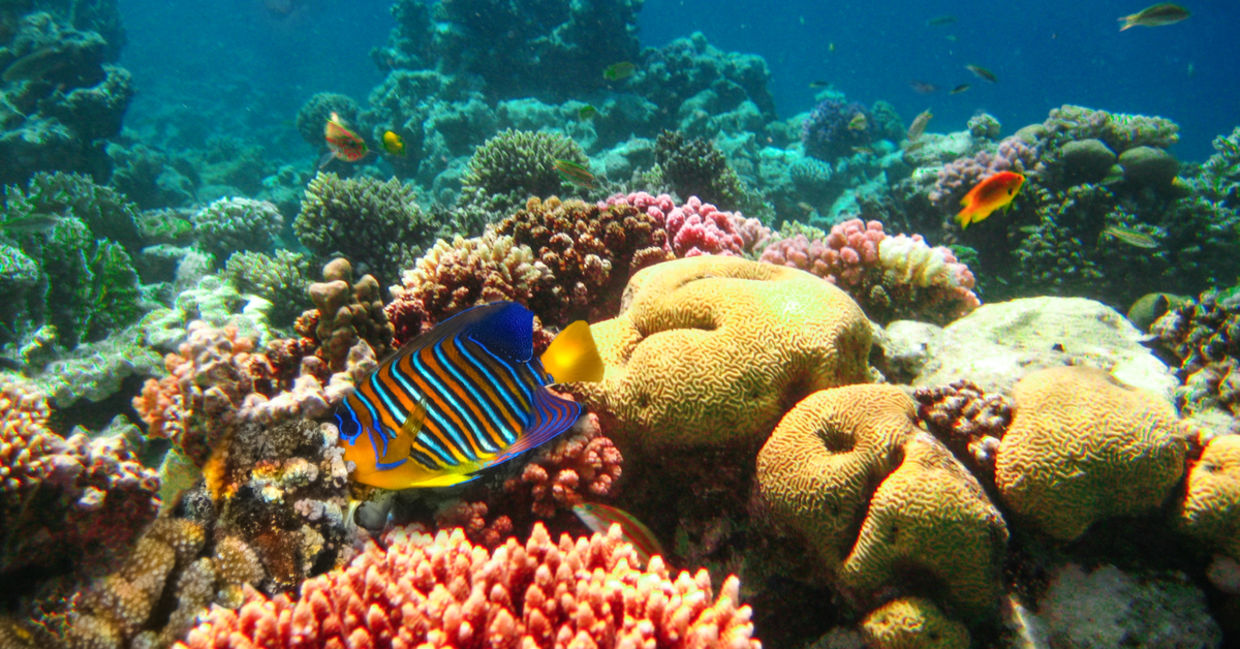 An underwater shot of marine life. An underwater shot of marine life.