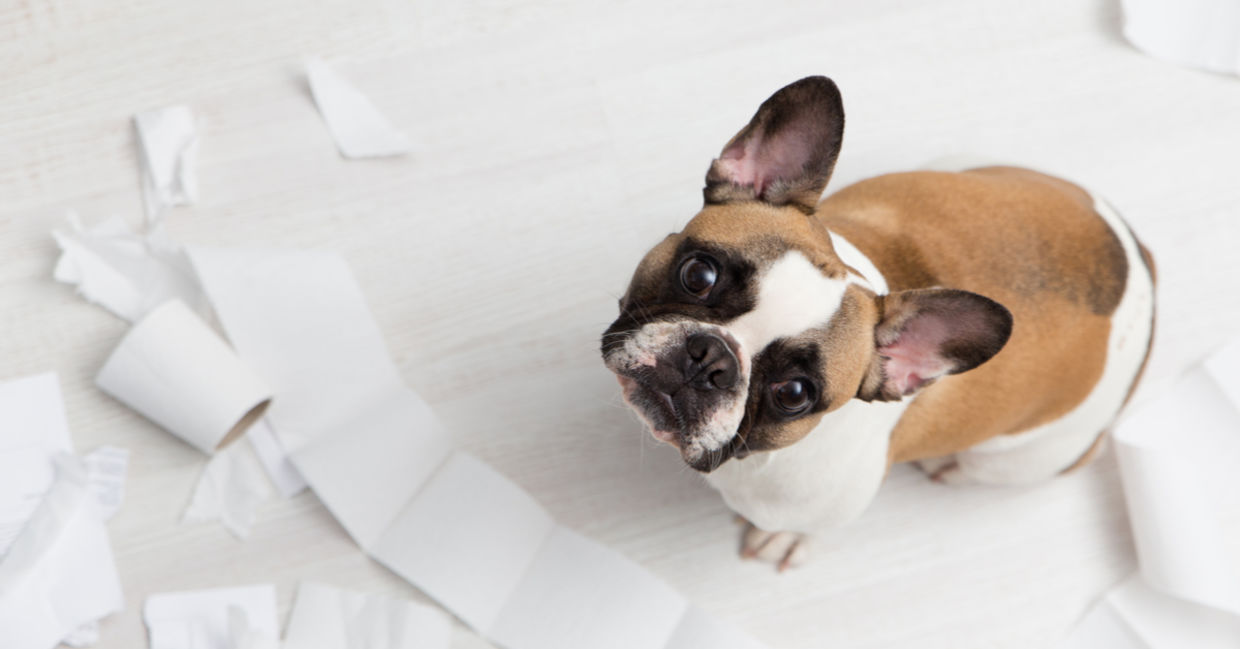 Dogs don't actually feel guilty. (Zavats Svetlana / Shutterstock.com) Dogs don't actually feel guilty. (Zavats Svetlana / Shutterstock.com)