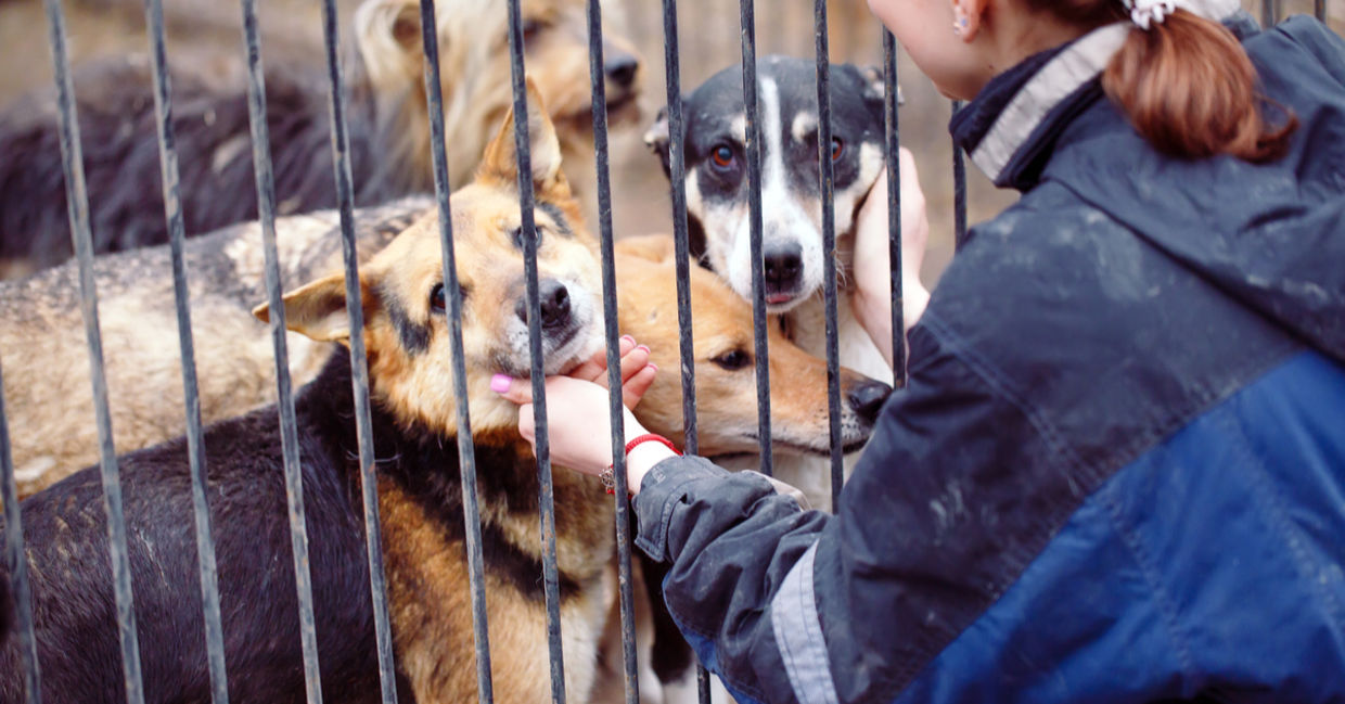 Shelter dogs Shelter dogs