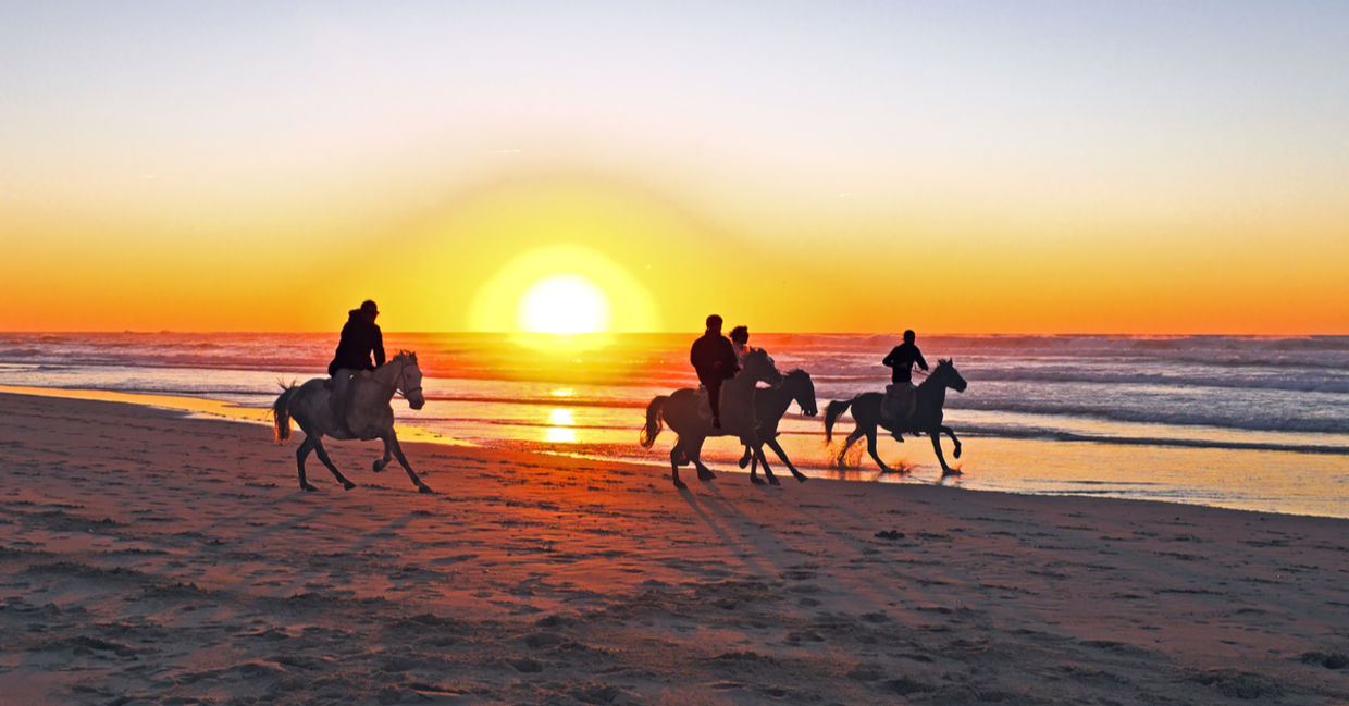 Horses at sunset Horses at sunset
