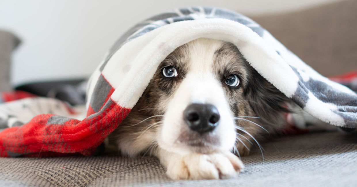 Dog hiding under a blanket. Dog hiding under a blanket.