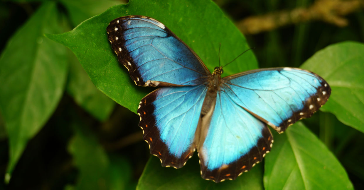 Embrace change like this butterfly. Embrace change like this butterfly.