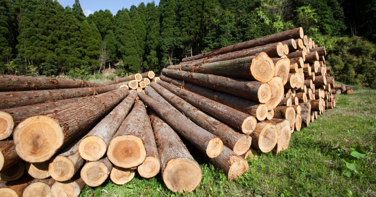Green furniture will come from labs; not trees.