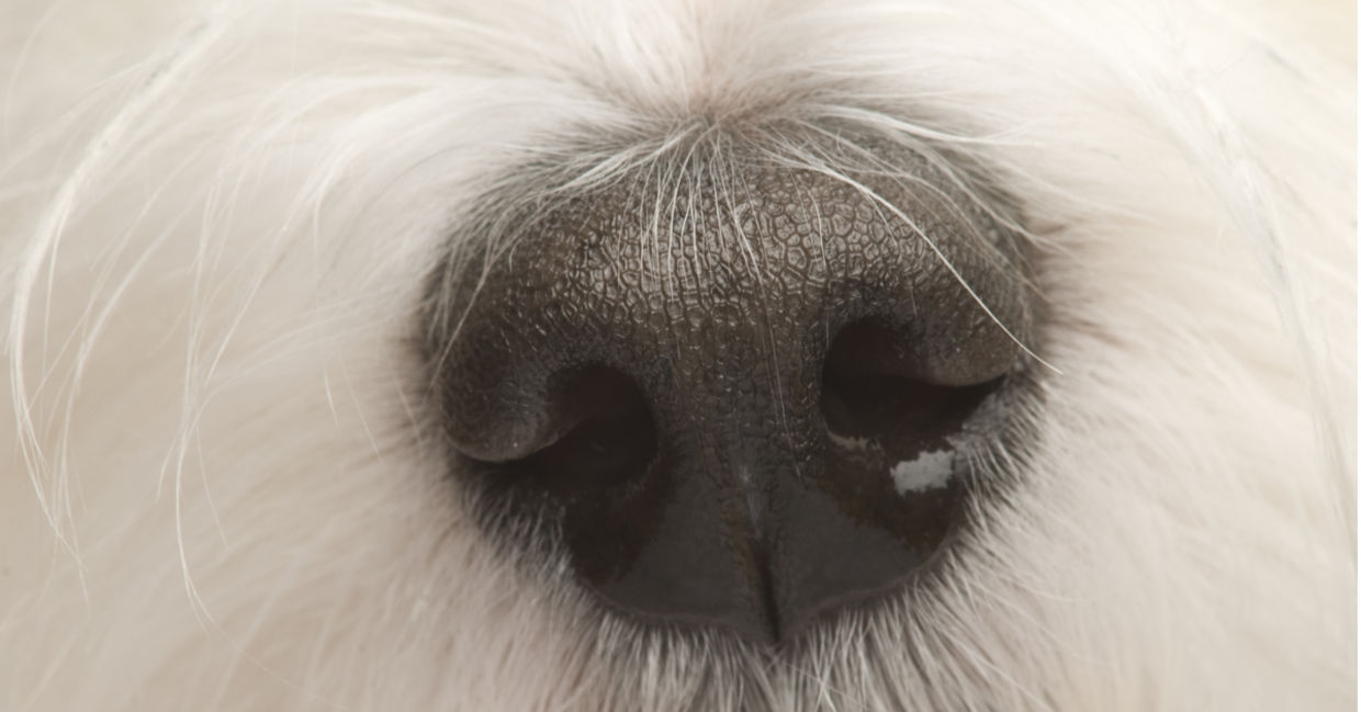 A dog's nose to illustrate the sense of smell A dog's nose to illustrate the sense of smell