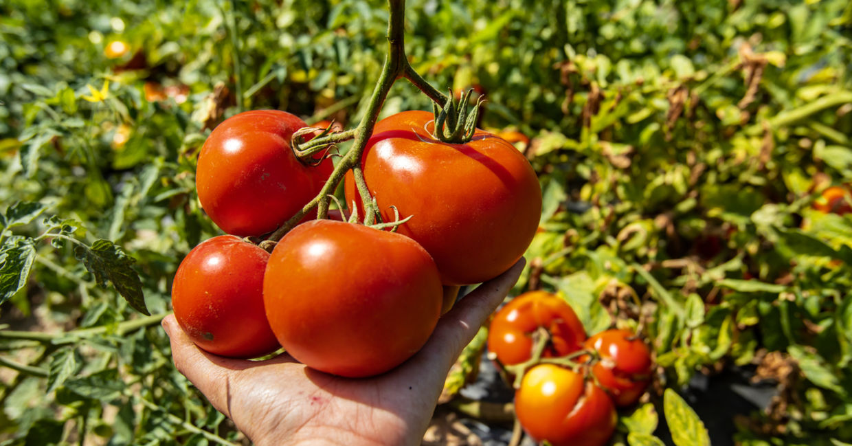 Ripe tomatoes. Ripe tomatoes.
