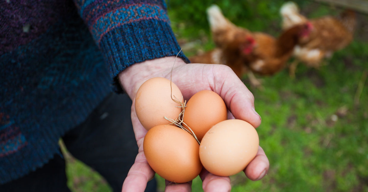 Free range eggs, chickens, farmer Free range eggs, chickens, farmer
