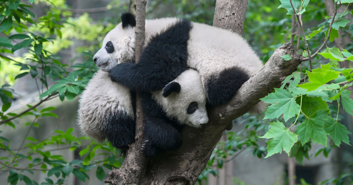 Two pandas hugging in a tree Two pandas hugging in a tree