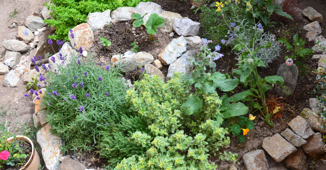 Backyard landscaping that uses native plants. Backyard landscaping that uses native plants.