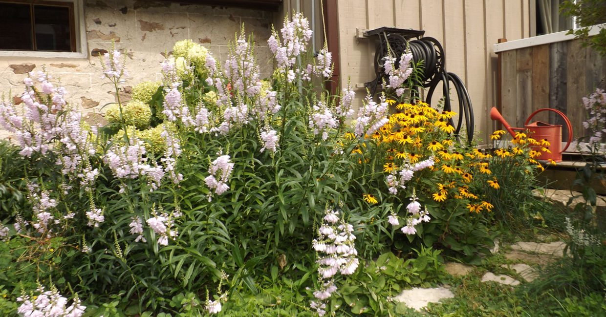 Using native plants is a great backyard idea. Using native plants is a great backyard idea.