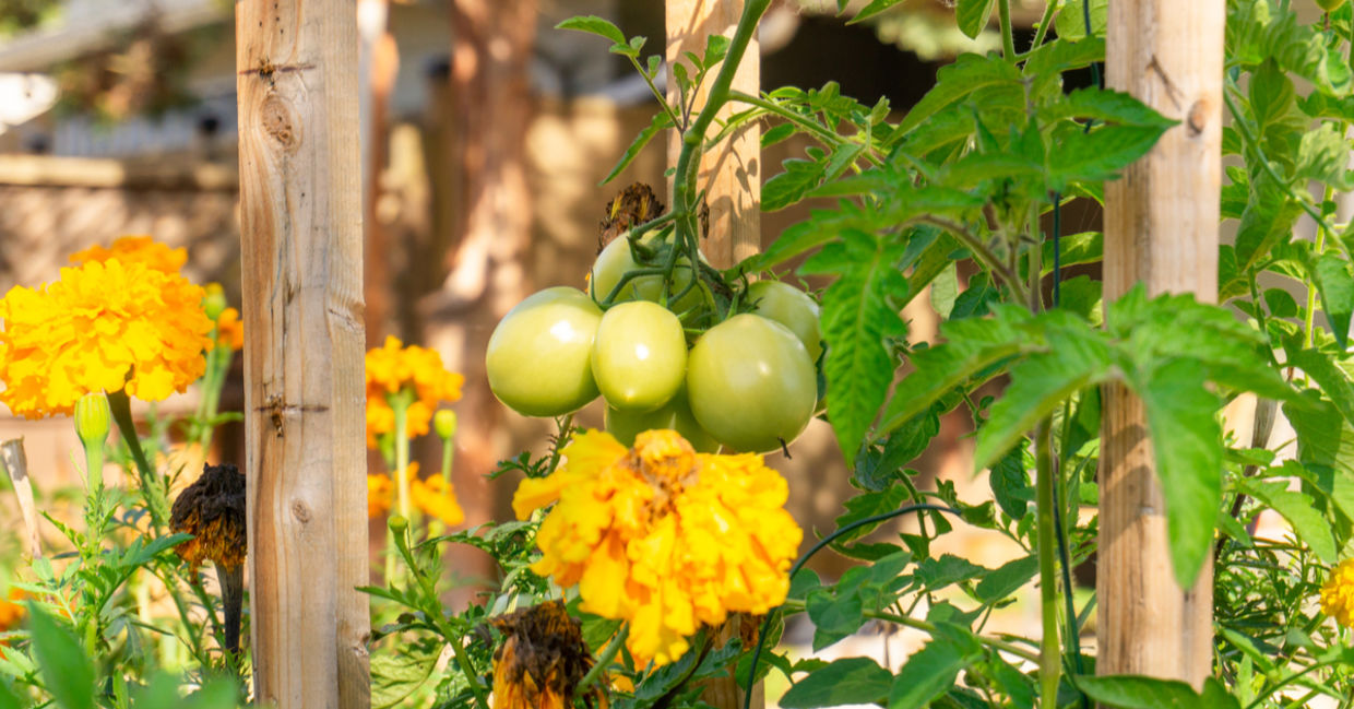 Backyard ideas include companion planting. Backyard ideas include companion planting.
