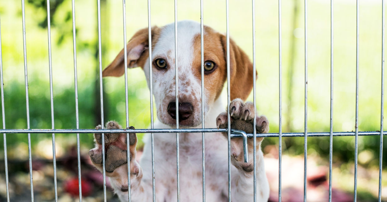 Shelter puppy.
