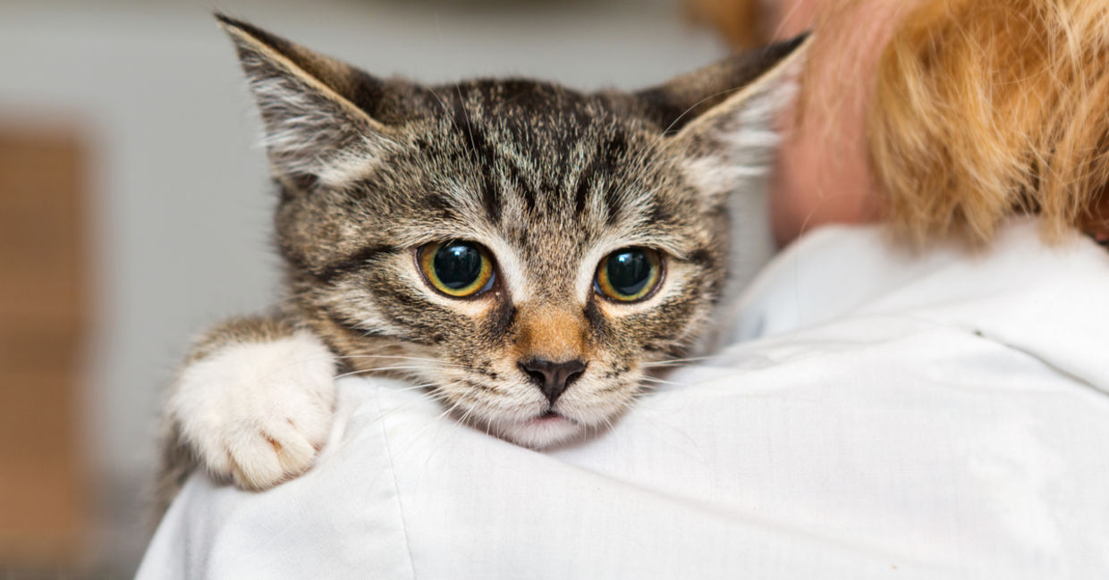 Kitten in shelter