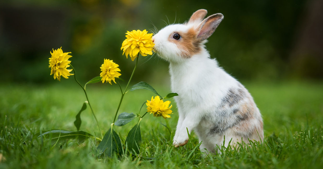Pet bunny.