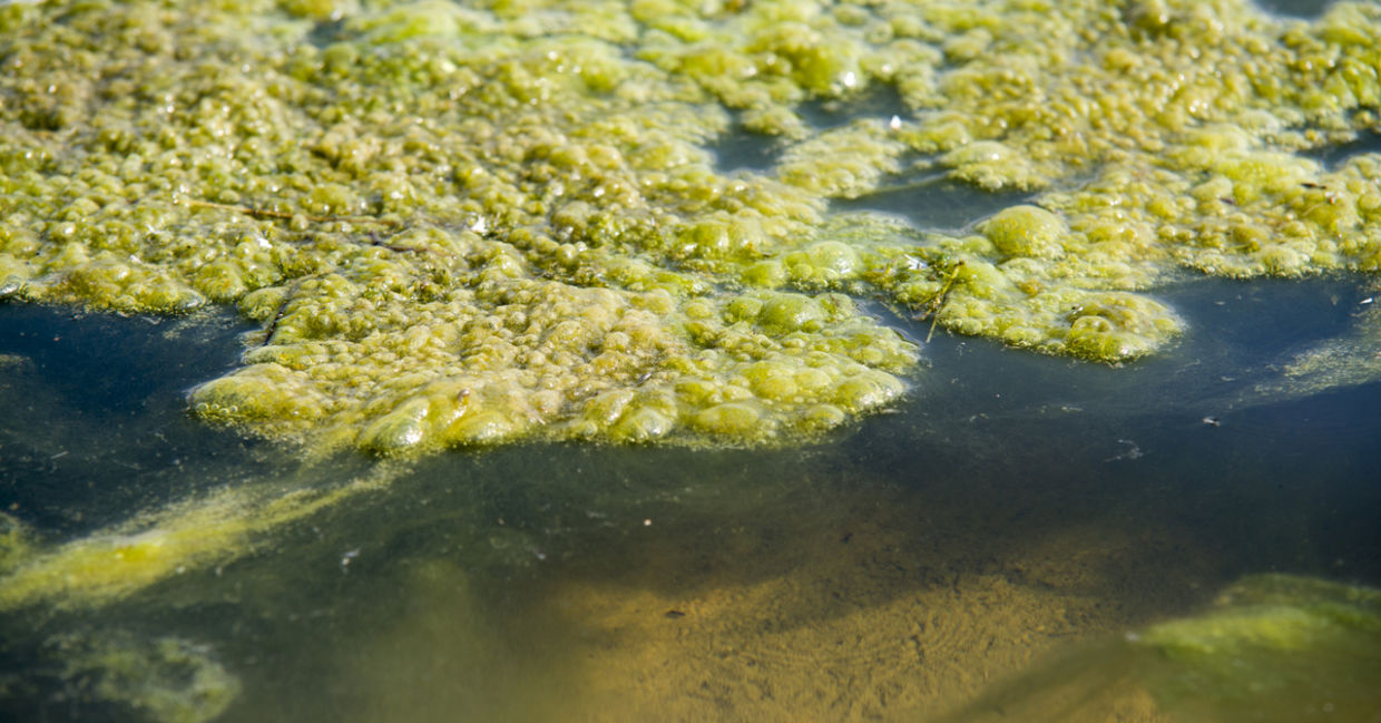 algae in water algae in water