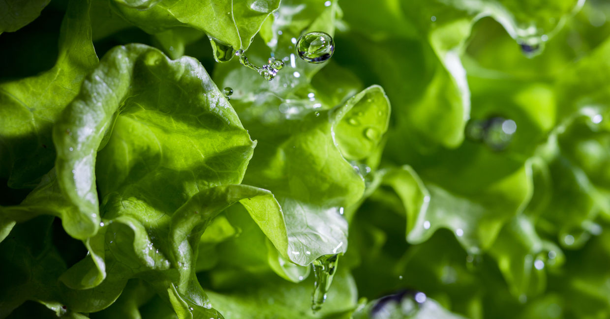 Lettuce