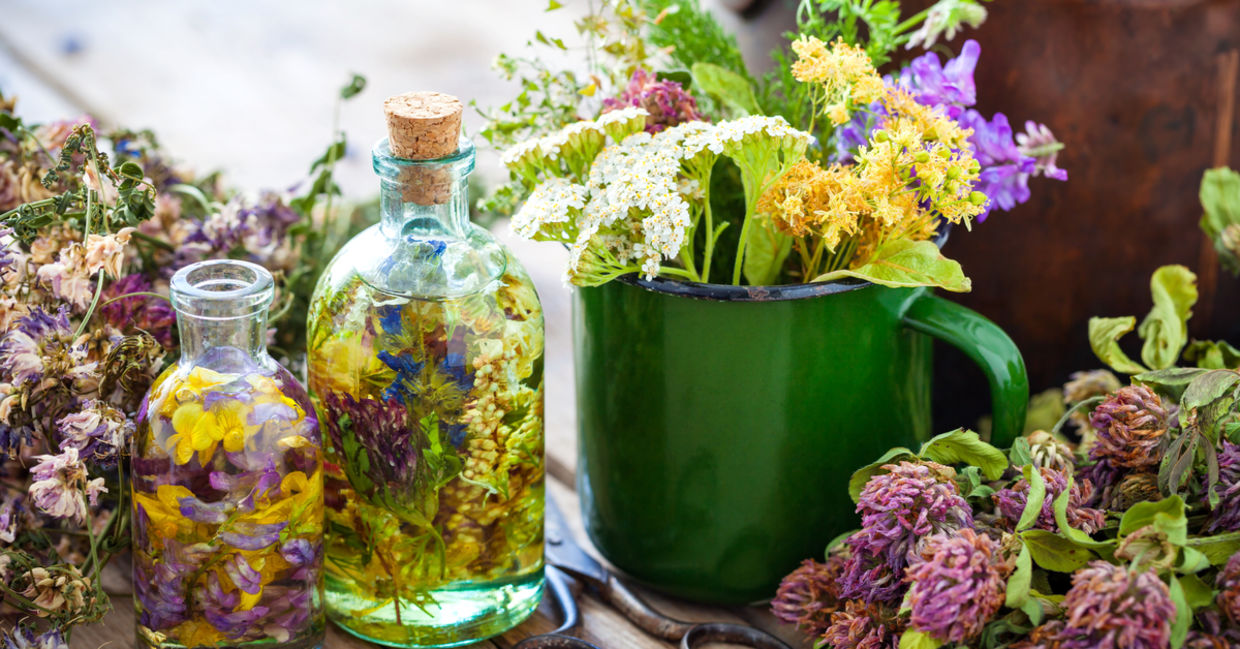 medicinal plants you can find in your yard. medicinal plants you can find in your yard.