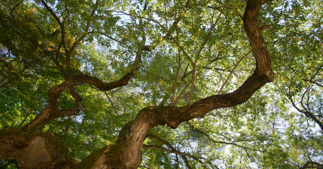 Bark from the willow tree is one of the medicinal plants. Bark from the willow tree is one of the medicinal plants.