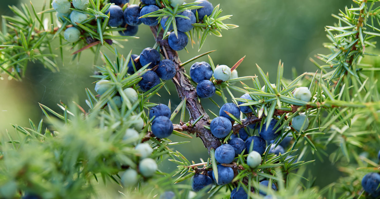 Juniper is one of the medicinal plants. Juniper is one of the medicinal plants.