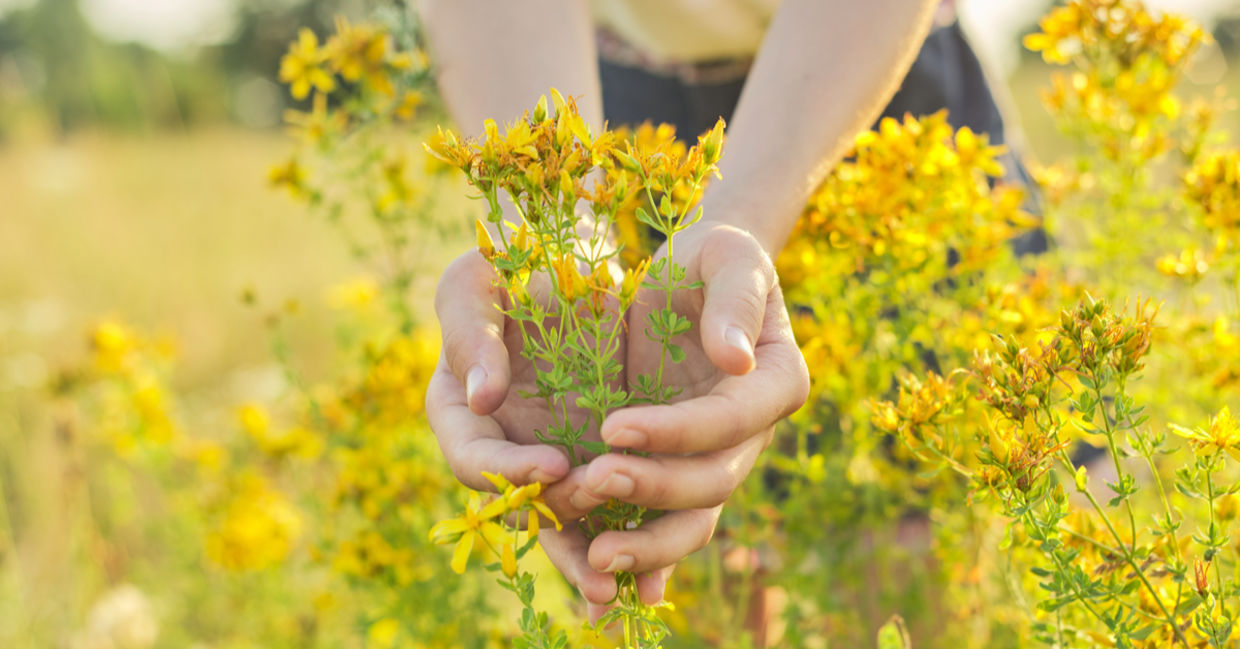 St John’s wort is one of the medicinal herbs. St John’s wort is one of the medicinal herbs.