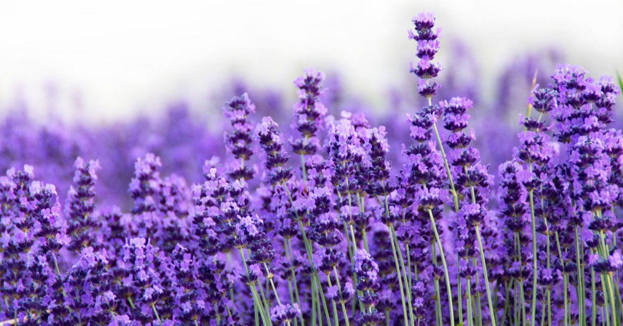 Lavender is one of the beautiful medicinal plants. Lavender is one of the beautiful medicinal plants.