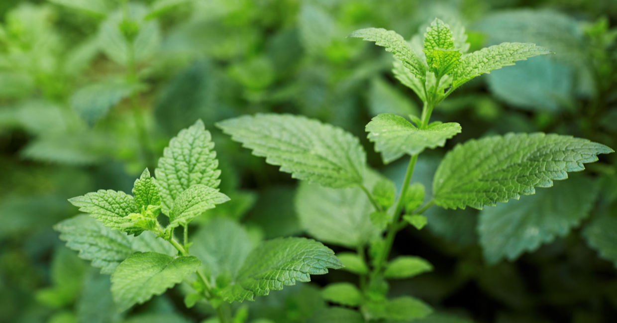 Lemon balm is a healing herb. Lemon balm is a healing herb.